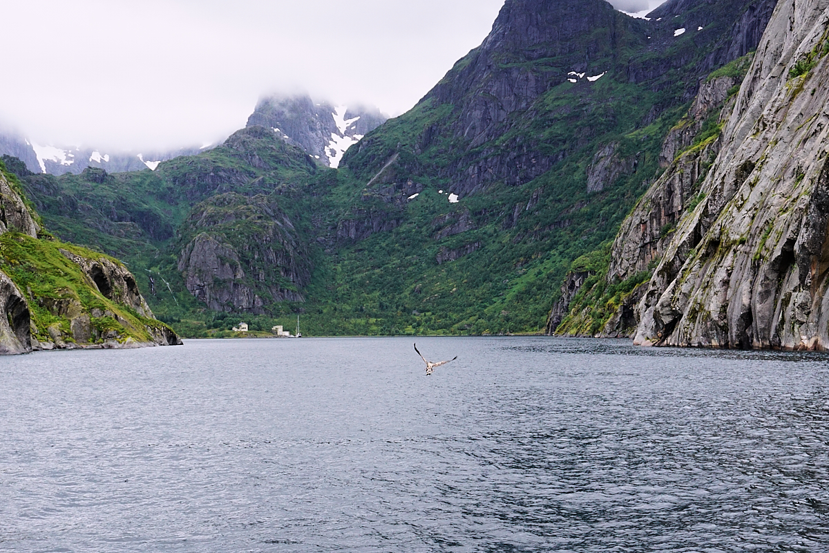 Trollfjord mit Seeadler knapp über dem Wasser.