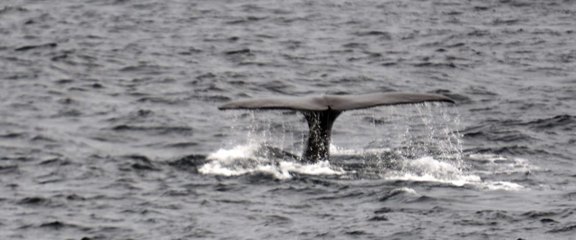 Arctic Whale Tours