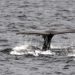 Arctic Whale Tours