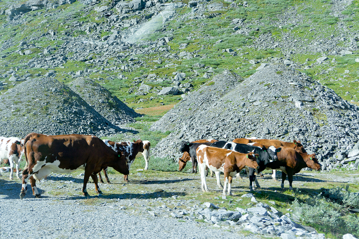 Im Hochgebirge entdeckten wir wundersame Steinkegel und eine Menge Kühe.