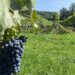Blaue Weintrauben direkt am Weinwanderweg