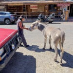 Esel in Oatman